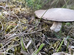 Entoloma sericeum