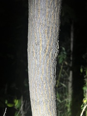 Acer negundo