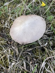 Entoloma sericeum