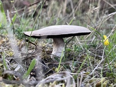 Entoloma sericeum