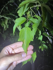 Acer negundo
