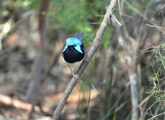 Malurus lamberti