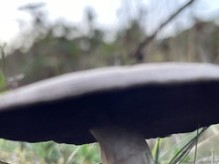 Entoloma sericeum
