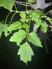 Acer negundo