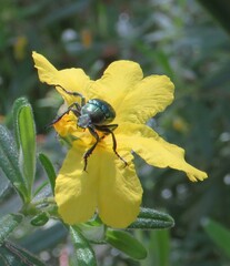 Diphucephala