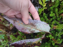Saussurea pseudotilesii