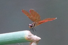 Perithemis domitia
