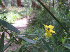 Diphucephala