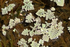 Azolla pinnata