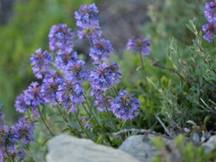 Penstemon procerus