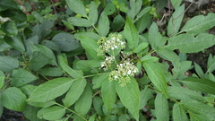 Sambucus javanica