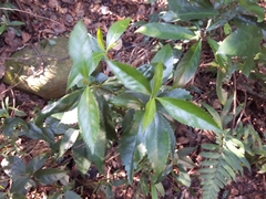 Sarcandra glabra
