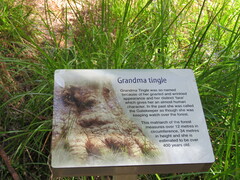 Eucalyptus jacksonii