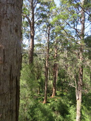 Eucalyptus jacksonii