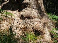 Eucalyptus jacksonii