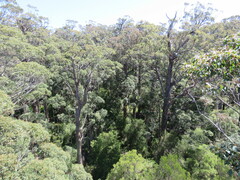 Eucalyptus jacksonii