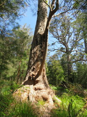 Eucalyptus jacksonii