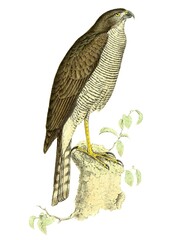 Madagascar Sparrowhawk photo 4
