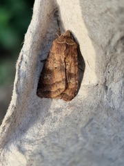 Diarsia rubi