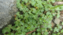 Hydrocotyle batrachium
