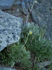 Artemisia furcata
