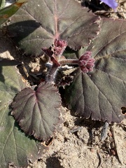 Pelargonium lobatum