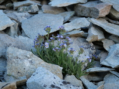 Polemonium elegans