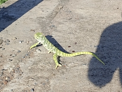 Chamaeleo zeylanicus