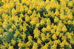 Genista hirsuta