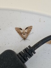 Cataclysta lemnata