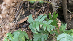 Dryopteris varia