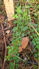 Platysace clelandii