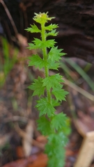 Platysace clelandii