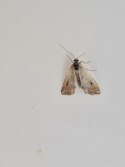 Cataclysta lemnata