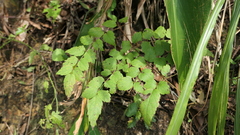 Aralia decaisneana