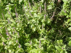 Platostoma rotundifolium