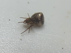 Amblyomma maculatum