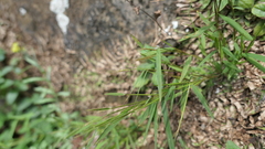 Pogonatherum crinitum