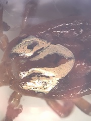Amblyomma maculatum