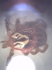 Amblyomma maculatum