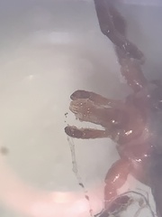 Amblyomma maculatum