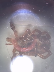 Amblyomma maculatum