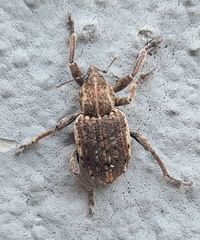 Brachypera zoilus