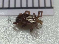 Amblyomma maculatum