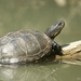 European Pond Turtle - Photo (c) Laurent Barthe, some rights reserved (CC BY-NC), uploaded by Laurent Barthe