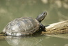 European Pond Turtle - Photo (c) Laurent Barthe, some rights reserved (CC BY-NC), uploaded by Laurent Barthe