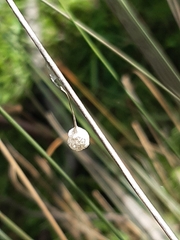 Tamopsis