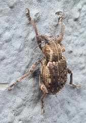 Brachypera zoilus