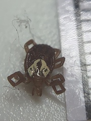 Amblyomma maculatum