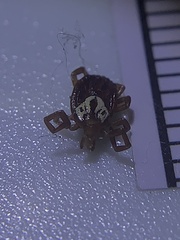 Amblyomma maculatum